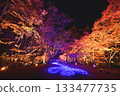 Illuminated autumn leaves in the maple garden Illuminated autumn leaves in the maple garden 133477735