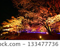 Illuminated autumn leaves in the maple garden Illuminated autumn leaves in the maple garden 133477736