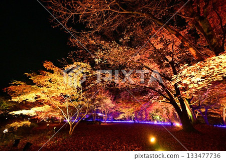 Illuminated autumn leaves in the maple garden Illuminated autumn leaves in the maple garden 133477736