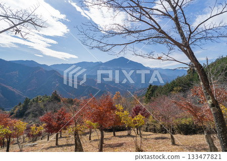 從足久保山的花徑上眺望武甲山(奧武藏山)。 從足久保山的花徑上眺望武甲山(奧武藏山)。 133477821