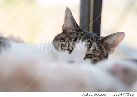 貓咪在窗邊休息 木虎四郎 133477880