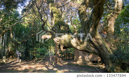 天神森林，古老的栲樹，千葉縣草佐市 133477894
