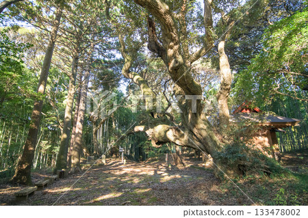 Tenjin Forest, old Castanopsis cuspidata tree, Sosa City, Chiba Prefecture 133478002