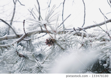 松果上的雪 松果上的雪 133478180