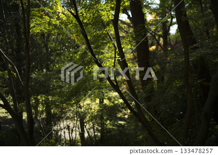 十一月武藏野之丘國家公園的深秋林地景色 十一月武藏野之丘國家公園的深秋林地景色 133478257
