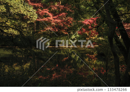 Late autumn woodland scenery at Musashino Hills National Park in November 133478266