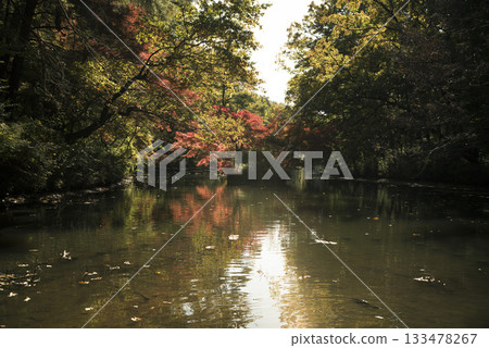 Late autumn woodland scenery at Musashino Hills National Park in November Late autumn woodland scenery at Musashino Hills National Park in November 133478267