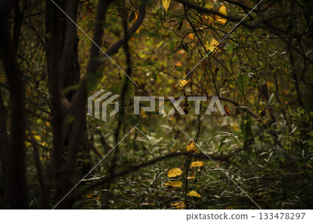 十一月武藏野之丘國家公園的深秋林地景色 十一月武藏野之丘國家公園的深秋林地景色 133478297