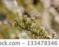 Heather branch showing Erica carnea flower buds, winter Heath, and icy dew drops, catching bright sun flare with sparkling bokeh 133478346