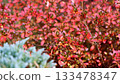 A vibrant closeup a shrub of Azalea Japanese Geisha Red with small leaves showing intense autumn colours, shades of deep pink and red with the softly blurred blue green foliage in the foreground. 133478347