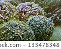 Two spherical boxwood bushes and the surrounding lawn are slightly covered in a crisp morning frost, suggesting the arrival of early winter or a cold autumn. 133478348
