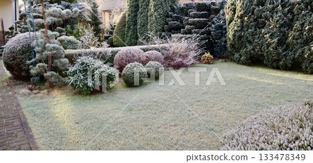 Frost covering garden lawn and evergreen plants in a suburban yard during a cold winter morning 133478349