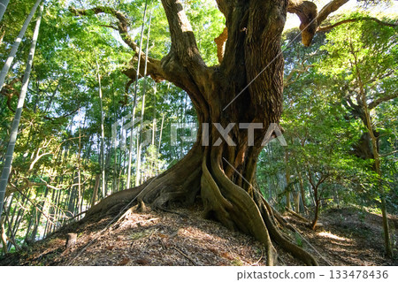Old Castanopsis cuspidata tree, Tenjin Forest, Sosa City, Chiba Prefecture Old Castanopsis cuspidata tree, Tenjin Forest, Sosa City, Chiba Prefecture 133478436