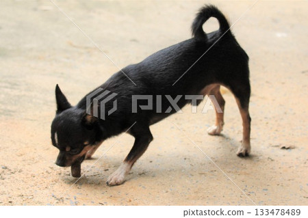 Portrait of a black chihuahua dog eats poop in the garden Portrait of a black chihuahua dog eats poop in the garden 133478489