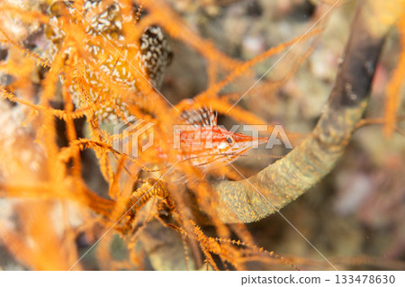 Long-toed Hawkfish, Ogasawara 133478630