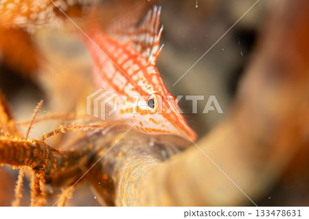 Long-toed Hawkfish, Ogasawara Long-toed Hawkfish, Ogasawara 133478631
