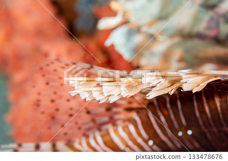 獅子魚的刺 獅子魚的刺 133478676
