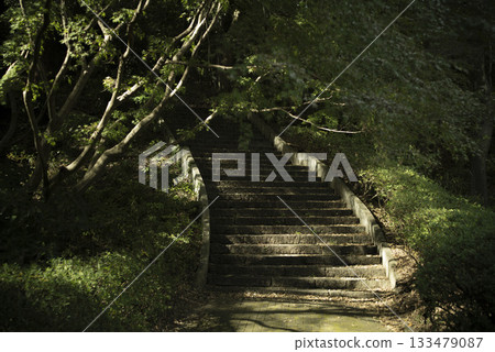 十一月武藏野之丘國家公園的深秋林地景色 133479087
