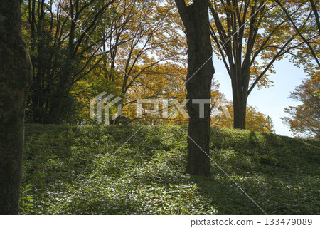 十一月武藏野之丘國家公園的深秋林地景色 133479089