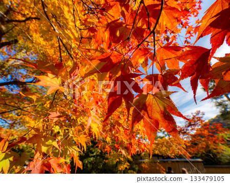 京都寺廟沐浴在秋色之中 133479105