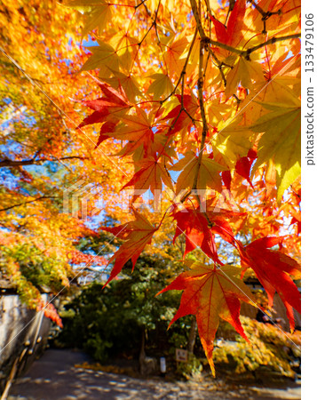 Kyoto temples bathed in autumn colors Kyoto temples bathed in autumn colors 133479106