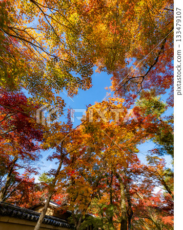 Kyoto temples bathed in autumn colors Kyoto temples bathed in autumn colors 133479107