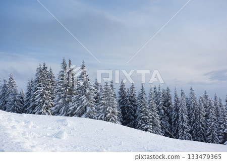 winter winter 133479365