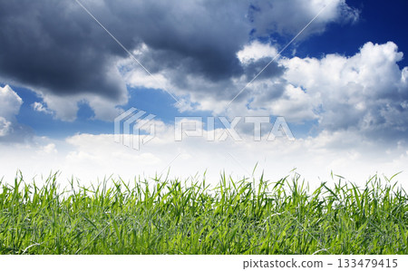 field 133479415