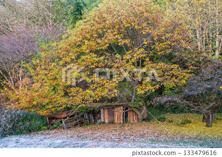 日本鳥取縣美麗的秋景 133479616