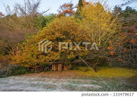 日本鳥取縣美麗的秋景 133479617