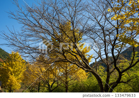 Beautiful autumn scenery in Tottori Prefecture, Japan Beautiful autumn scenery in Tottori Prefecture, Japan 133479633