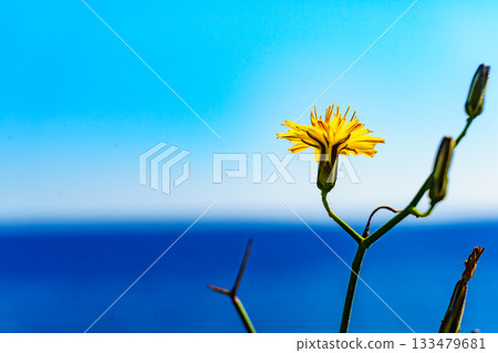 Flowers on mediterranean coast Flowers on mediterranean coast 133479681