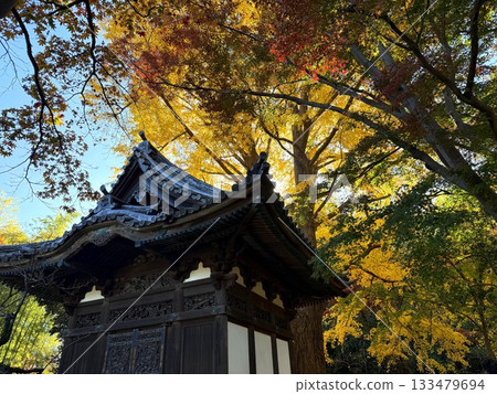 The former Tenzui-ji Temple's tower and large ginkgo tree in Sankeien Garden 133479694