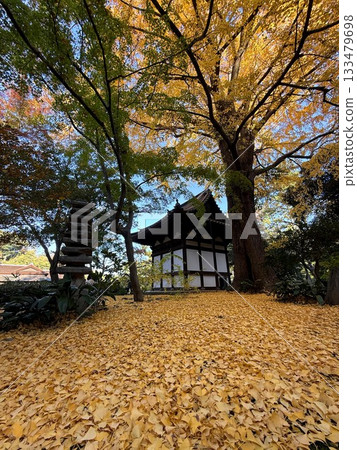 The former Tenzui-ji Temple's tower and large ginkgo tree in Sankeien Garden The former Tenzui-ji Temple's tower and large ginkgo tree in Sankeien Garden 133479698