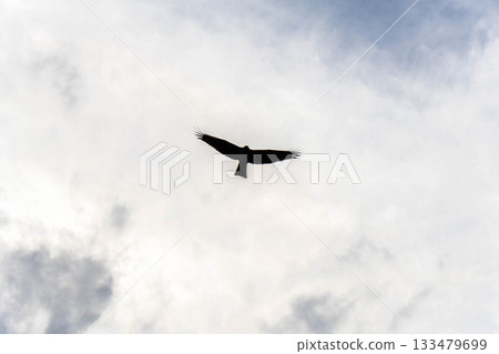 在天空中飛翔 133479699