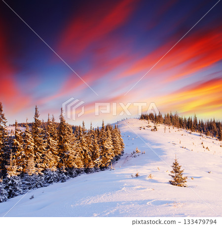 winter landscape 133479794