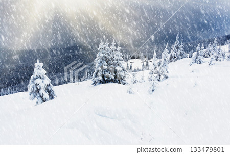 winter trees 133479801