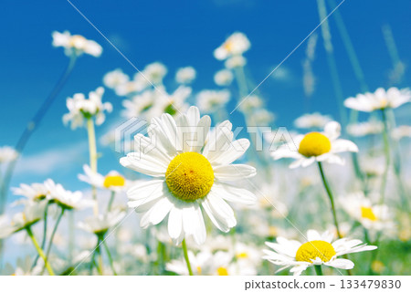 flower 133479830