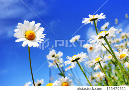 flower 133479831