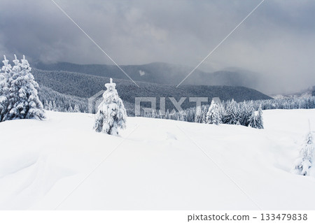 winter trees winter trees 133479838