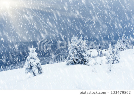 winter trees 133479862