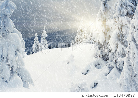 winter trees winter trees 133479888