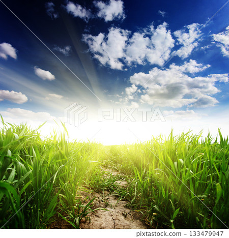 grass grass 133479947