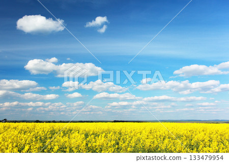 field field 133479954