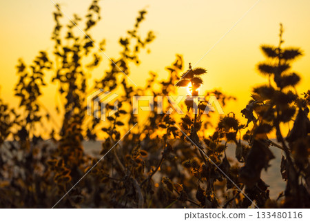 Beautiful sunset over field Beautiful sunset over field 133480116