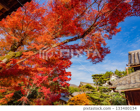Kyoto temples bathed in autumn colors Kyoto temples bathed in autumn colors 133480134