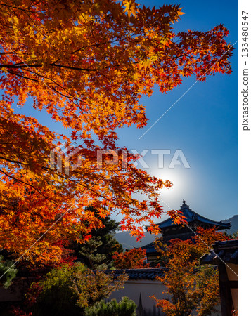 Kyoto temples bathed in autumn colors Kyoto temples bathed in autumn colors 133480547
