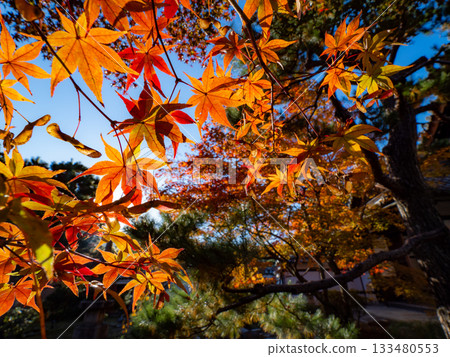 Kyoto temples bathed in autumn colors 133480553