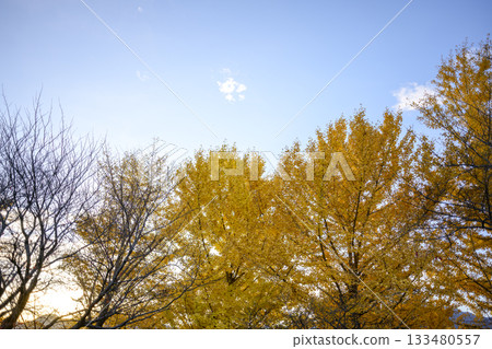 Ginkgo tree, sunset, autumn, November, image [Kanagawa Prefecture] 133480557