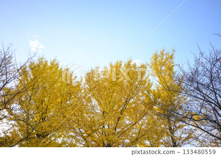Ginkgo tree, sunset, autumn, November, image [Kanagawa Prefecture] 133480559